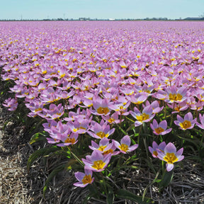 Bakeri Lilac Wonder - Tulips - Fluwel