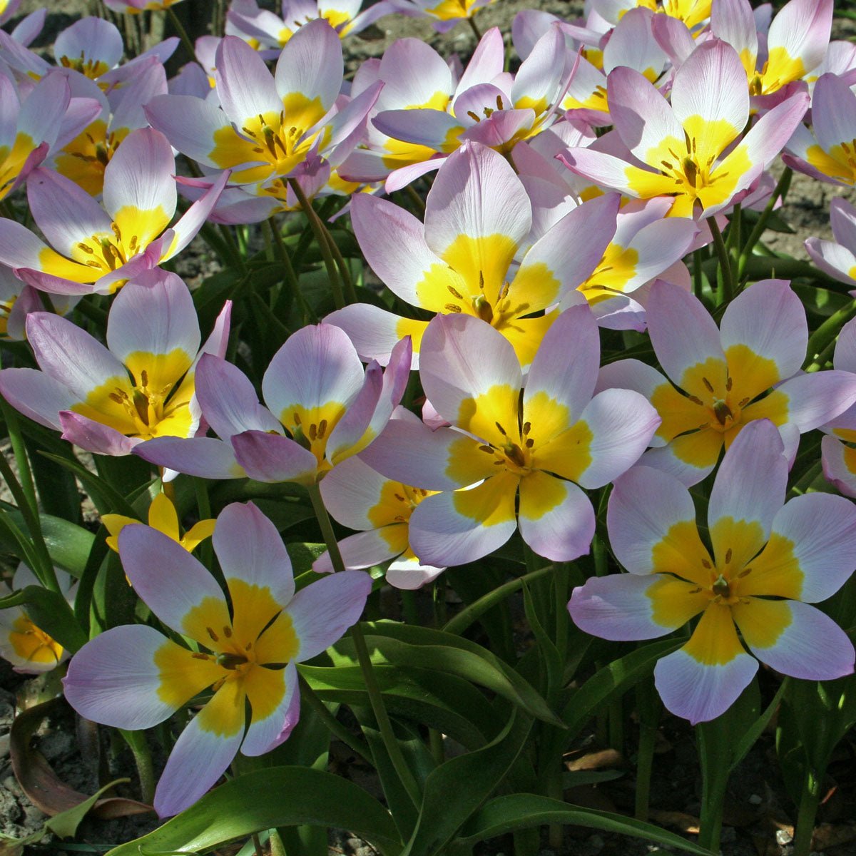 Bakeri Lilac Wonder - Tulips - Fluwel