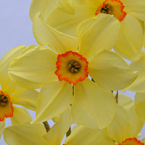 Bath's Flame - Special Narcissus - Fluwel