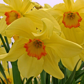 Bath's Flame - Special Narcissus - Fluwel