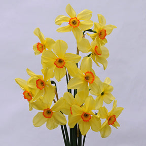 Bath's Flame - Special Narcissus - Fluwel