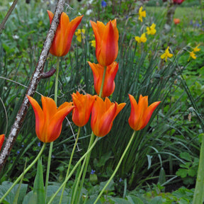 Tulipa Ballerina