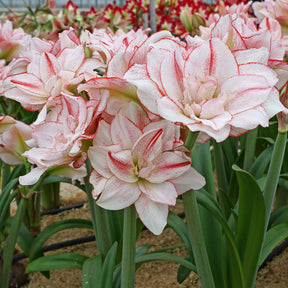 Amaryllis Amadeus Striped