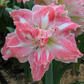 Amaryllis Pretty Nymph