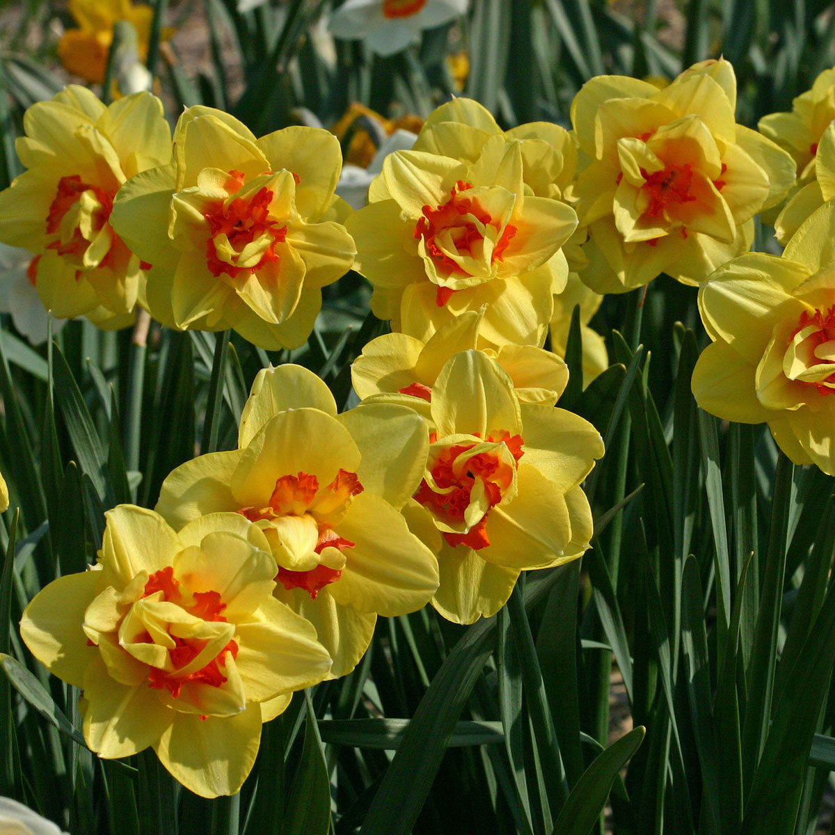 Narcissus Tahiti