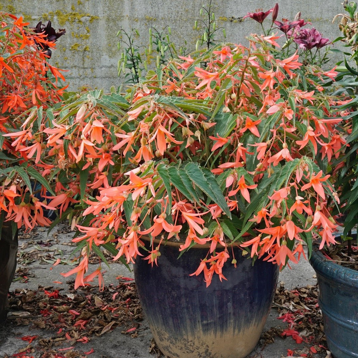 plant pots san francisco Buy Begonia boliviensis 'San Francisco' tubers