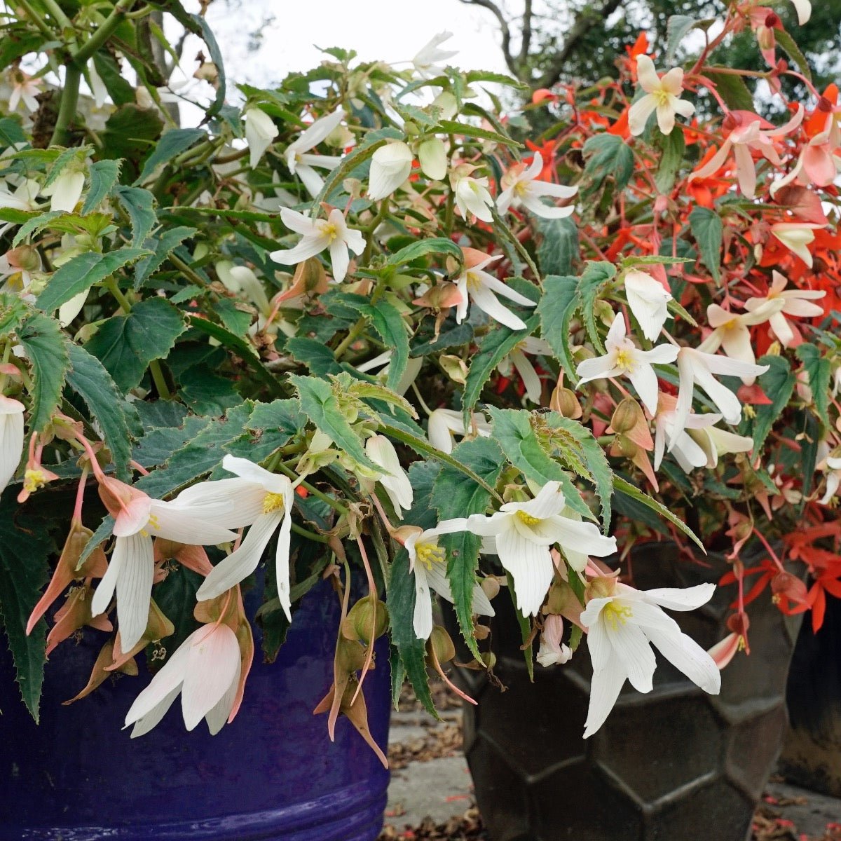 Begonia boliviensis Santa Barbara - Begonias - Fluwel