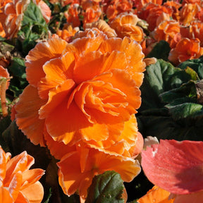 Begonia Lace Picotee Apricot - Begonias - Fluwel