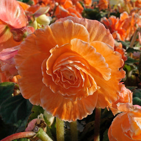 Begonia Lace Picotee Apricot - Begonias - Fluwel