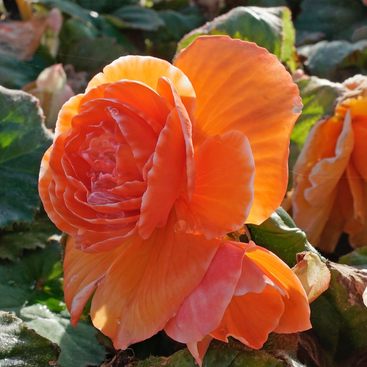 Begonia Lace Picotee Apricot - meerkleurige begonia - Fluwel