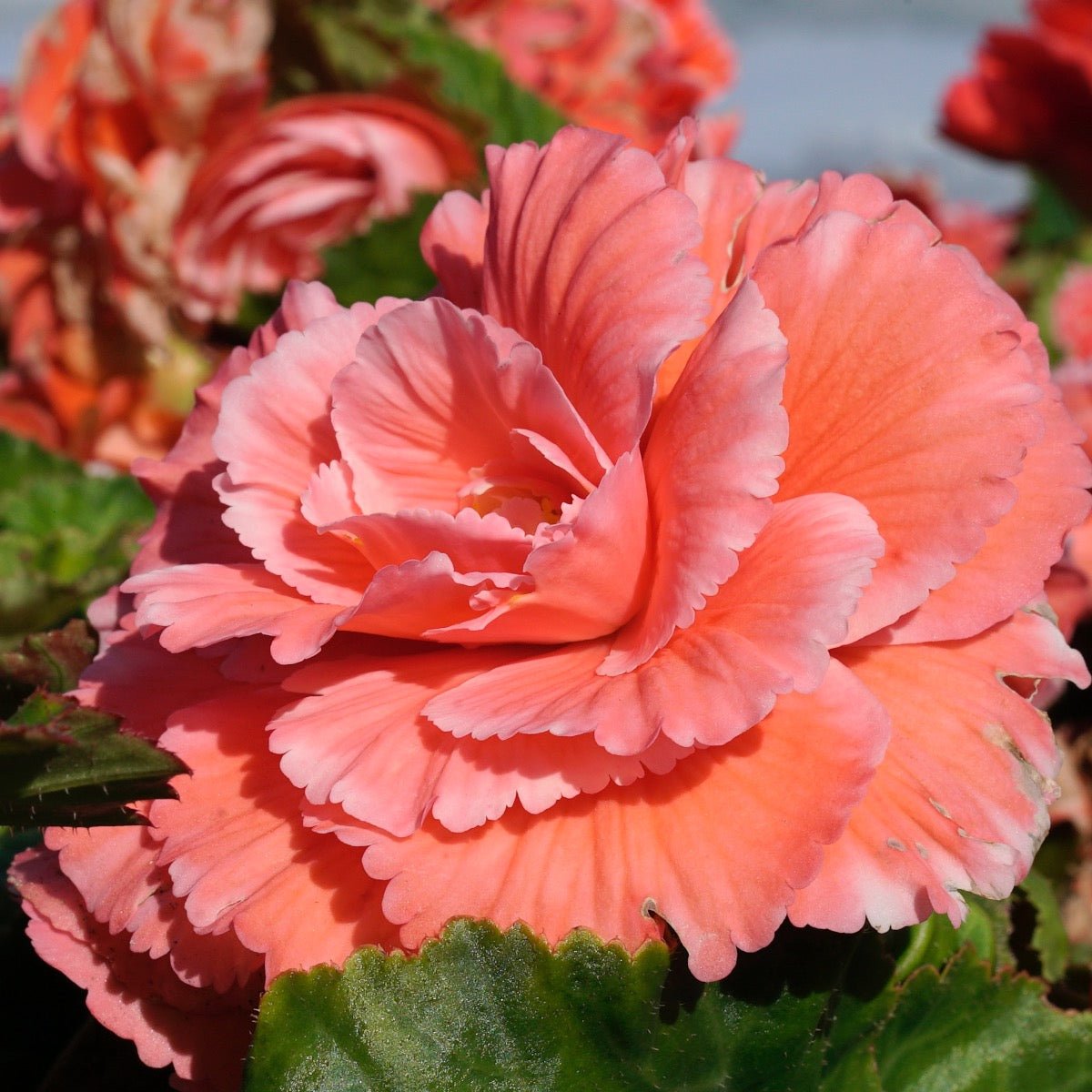 Begonia Lace Picotee Pink - Begonias - Fluwel