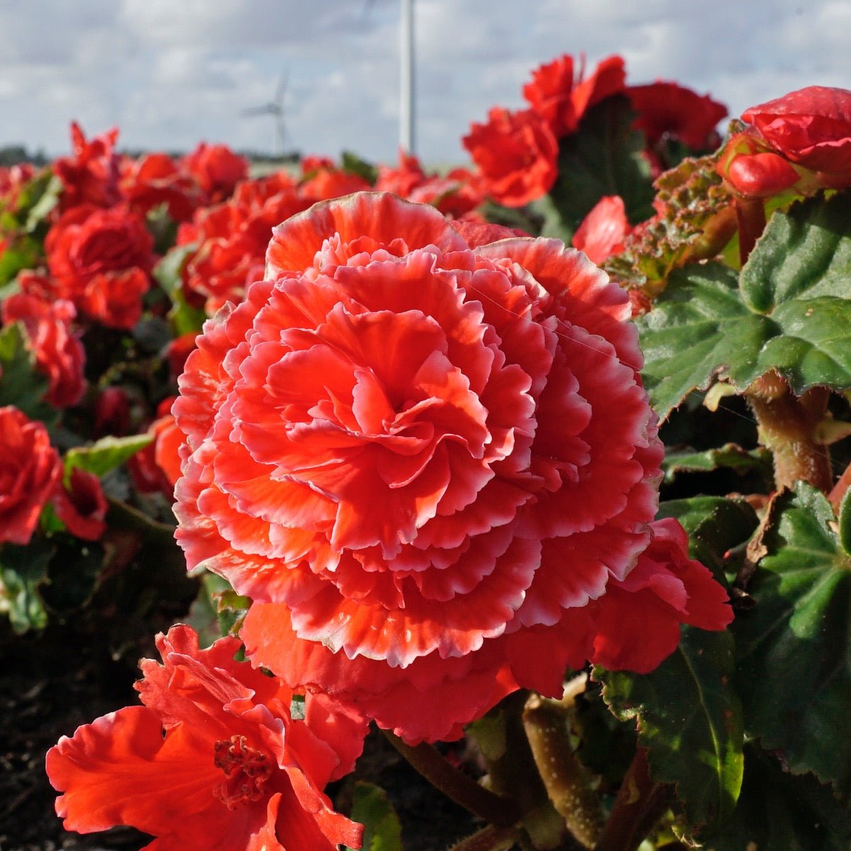 Begonia Lace Picotee Red - rode begonia - Fluwel