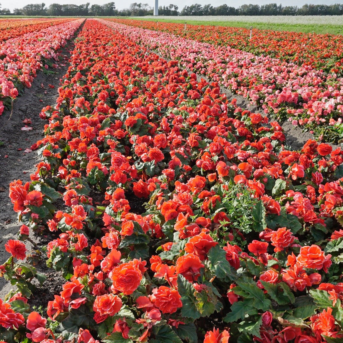 Begonia Lace Picotee Red - rode begonia - Fluwel