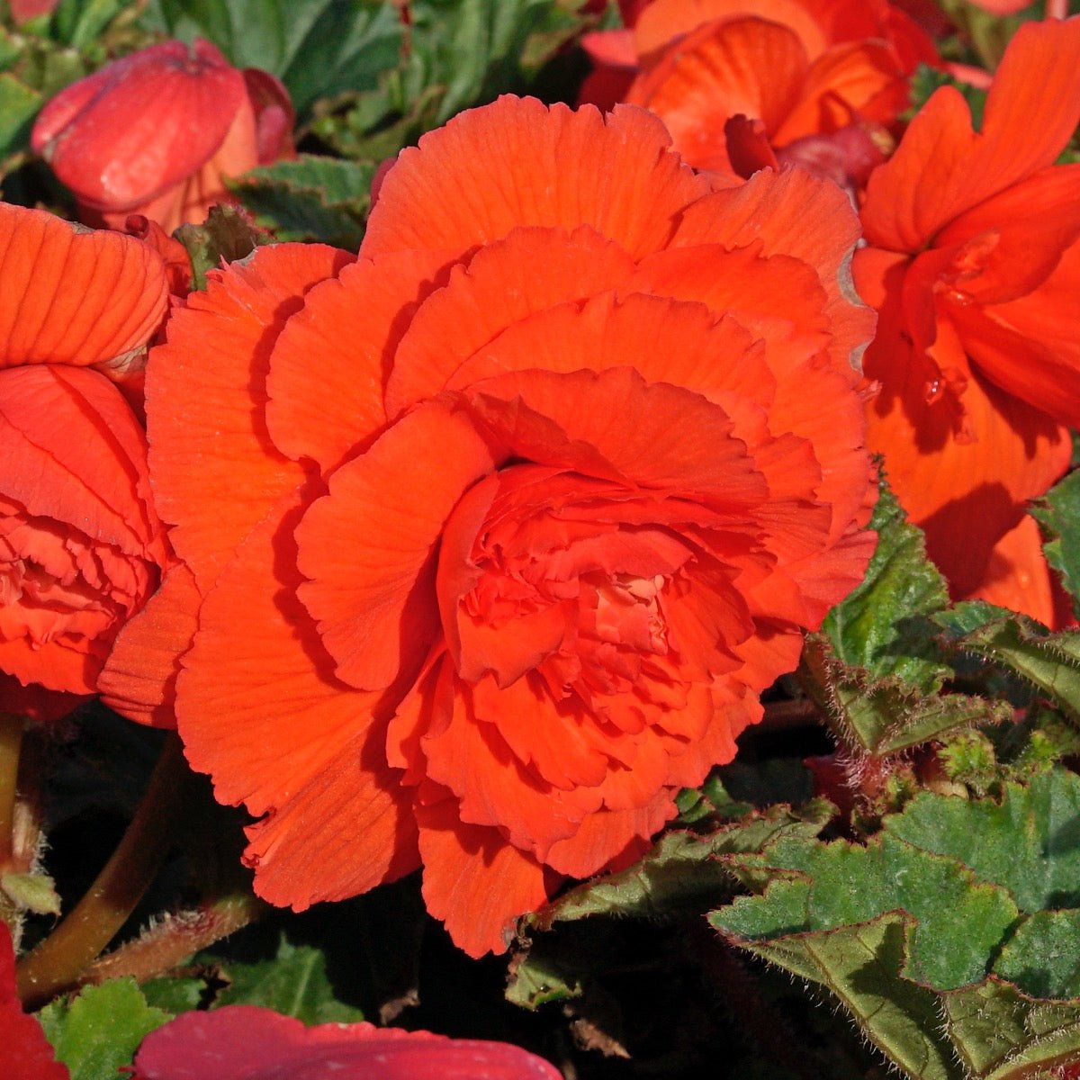 Begonia Ruffled Red - Begonias - Fluwel