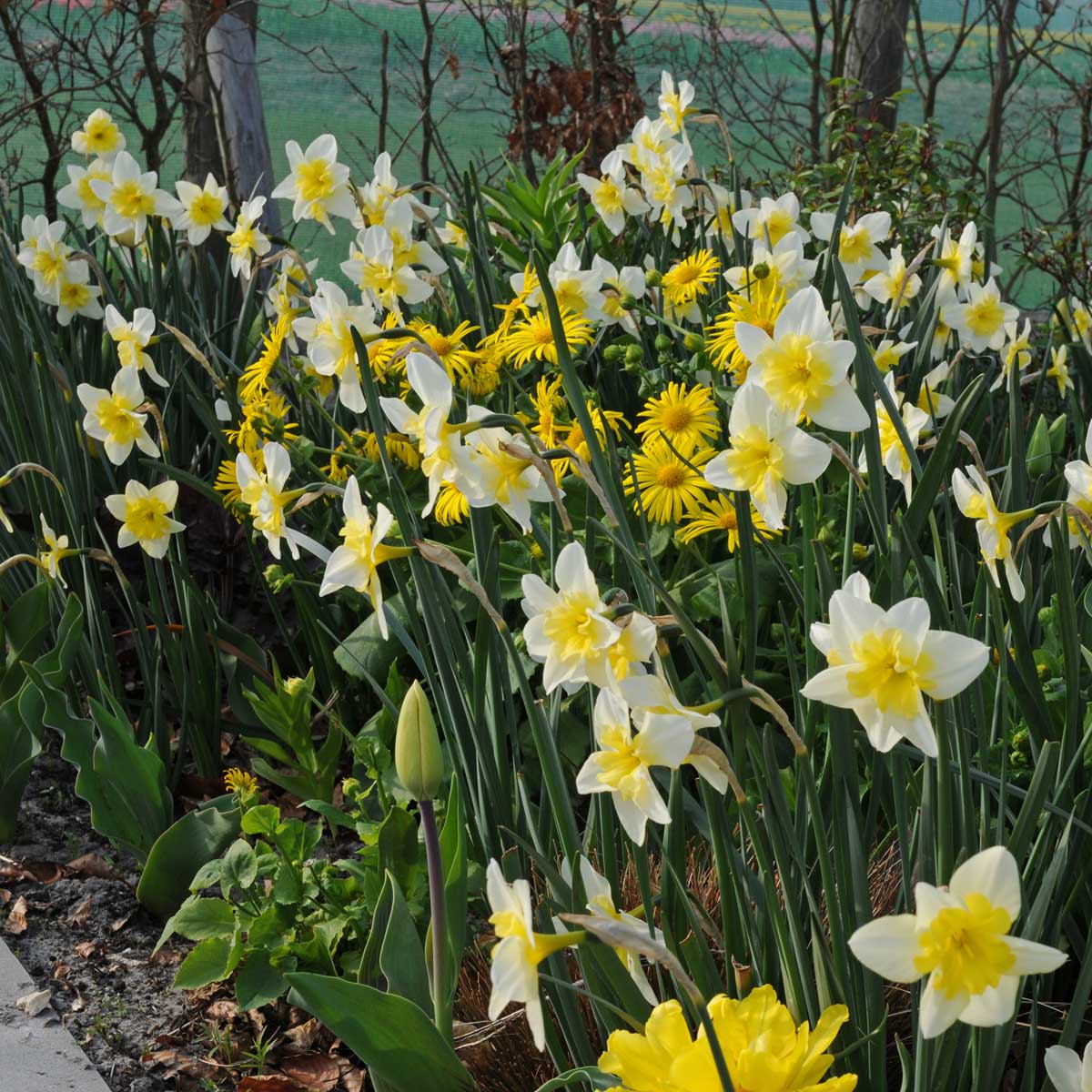 Bella Estrella - Narcissus - Fluwel