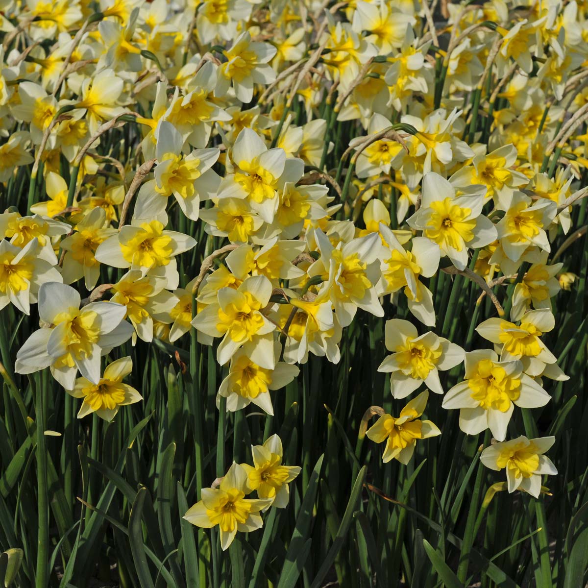 Bella Estrella - witte Split-cupped narcis - Fluwel