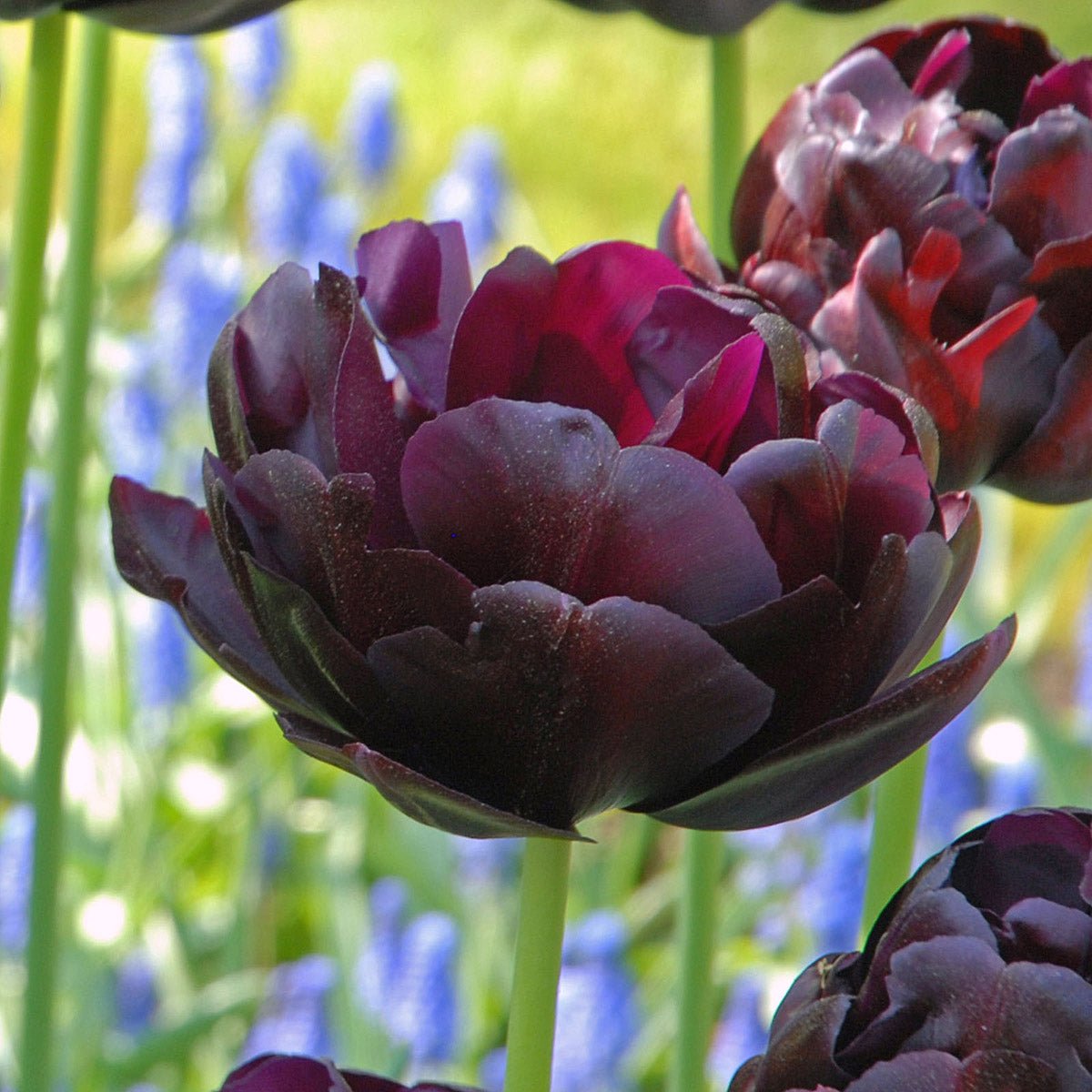 Black Hero - Tulips - Fluwel