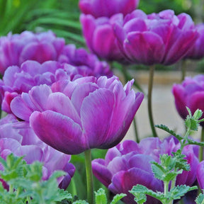 Blue Diamond - Tulips - Fluwel