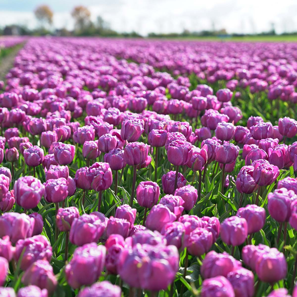 Blue Diamond - Tulips - Fluwel