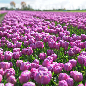 Blue Diamond - Tulips - Fluwel