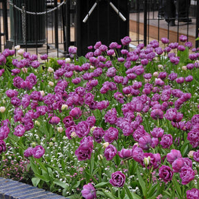 Blue Diamond - Tulips - Fluwel