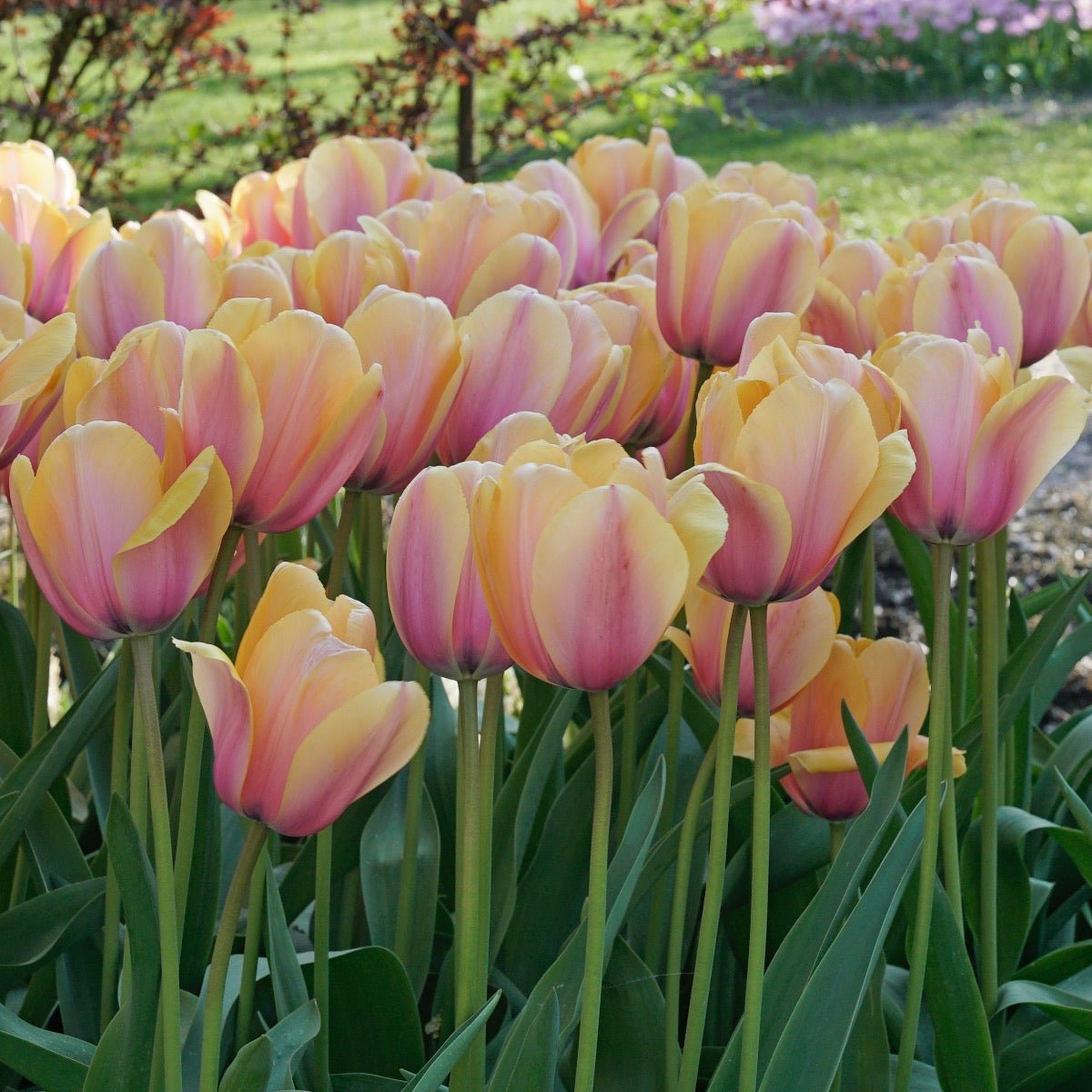Blushing Impression - Tulips - Fluwel