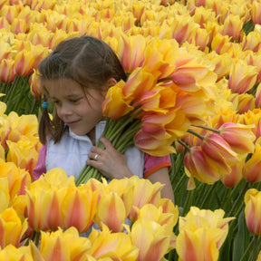Blushing Lady - Tulips - Fluwel