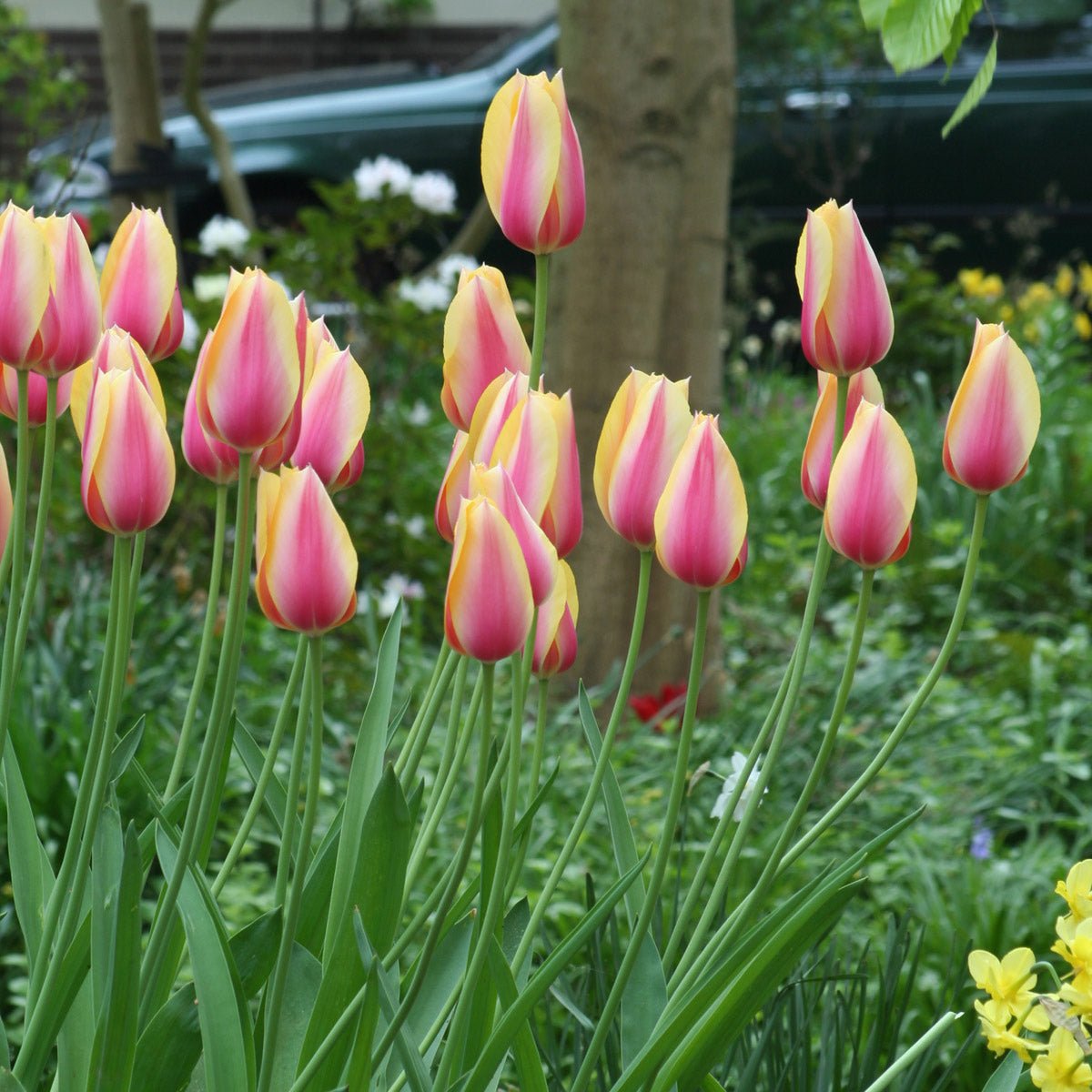 Blushing Lady - Tulips - Fluwel