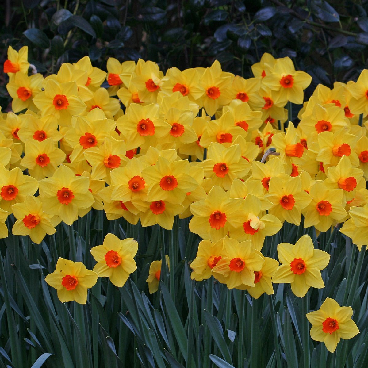 Brackenhurst - Narcissus - Fluwel