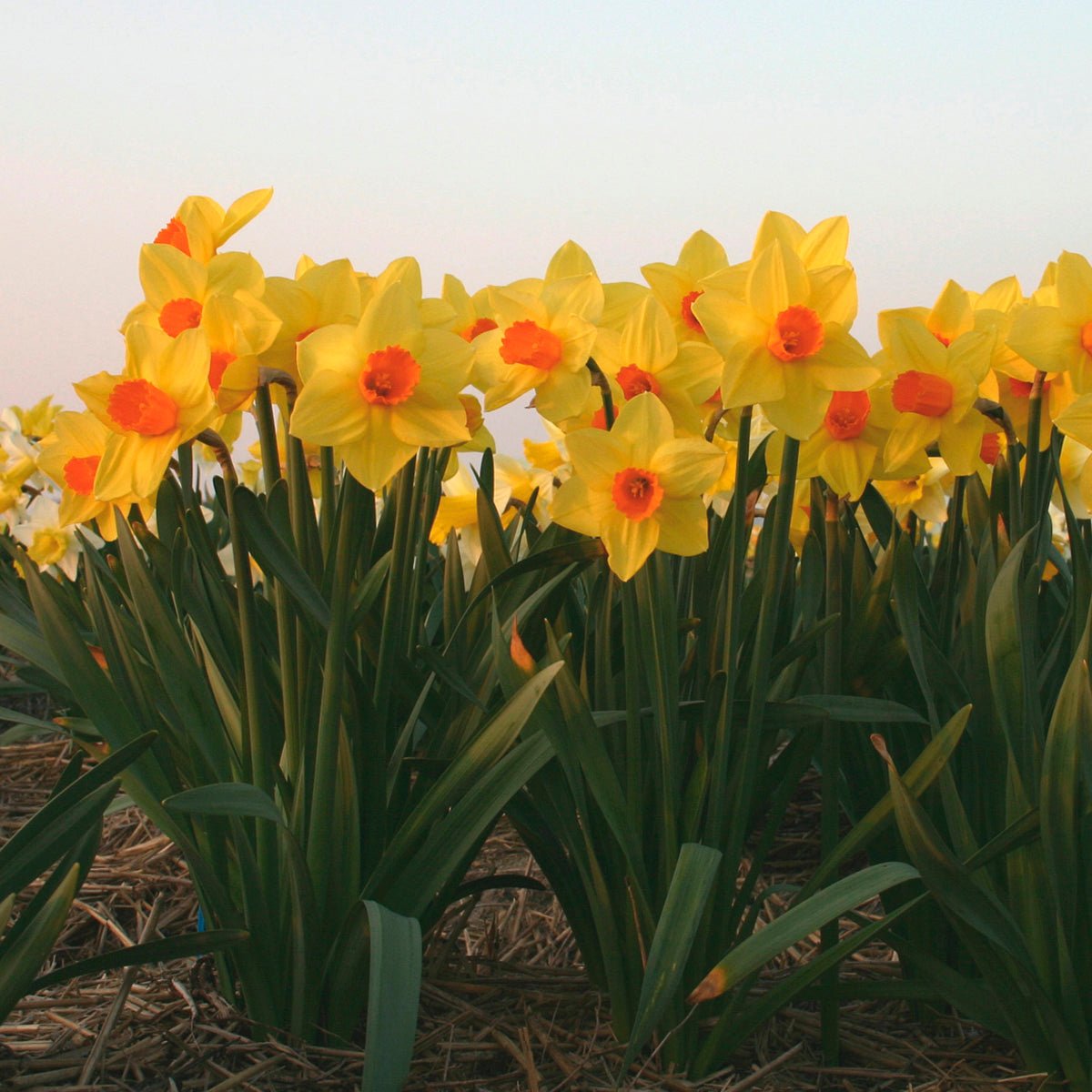 Brackenhurst - meerkleurige Large-cupped narcis - Fluwel