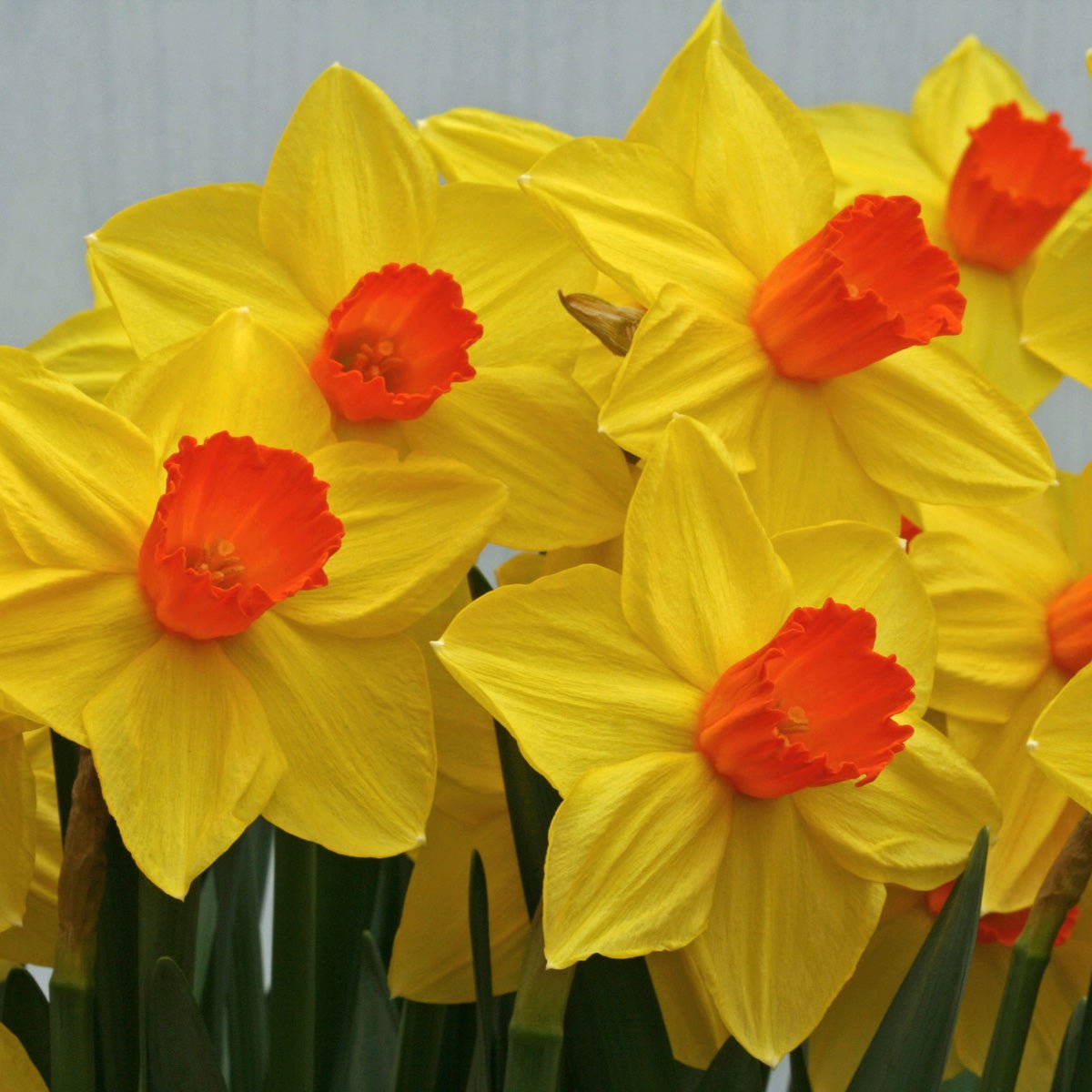 Brackenhurst - meerkleurige Large-cupped narcis - Fluwel