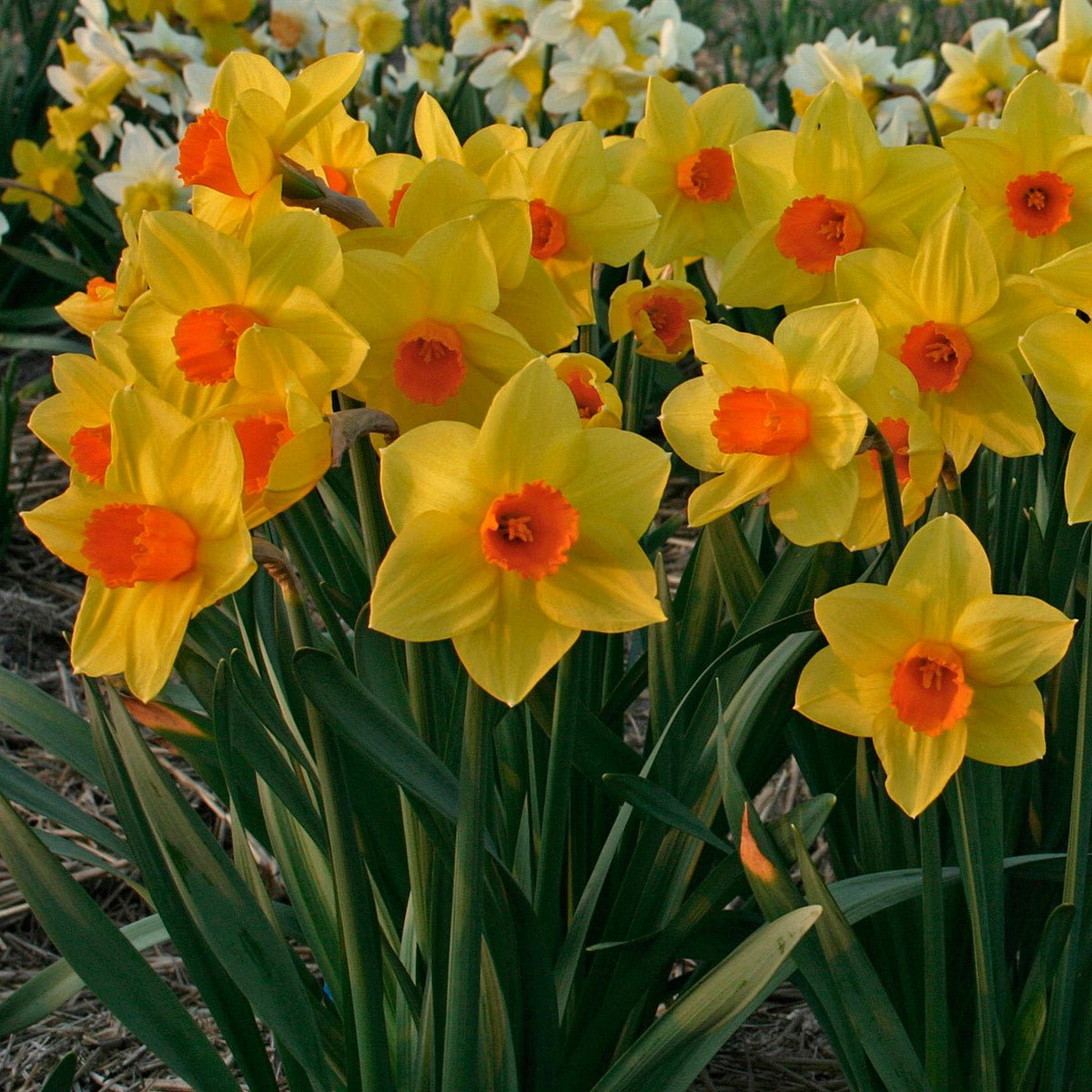 Brackenhurst - meerkleurige Large-cupped narcis - Fluwel