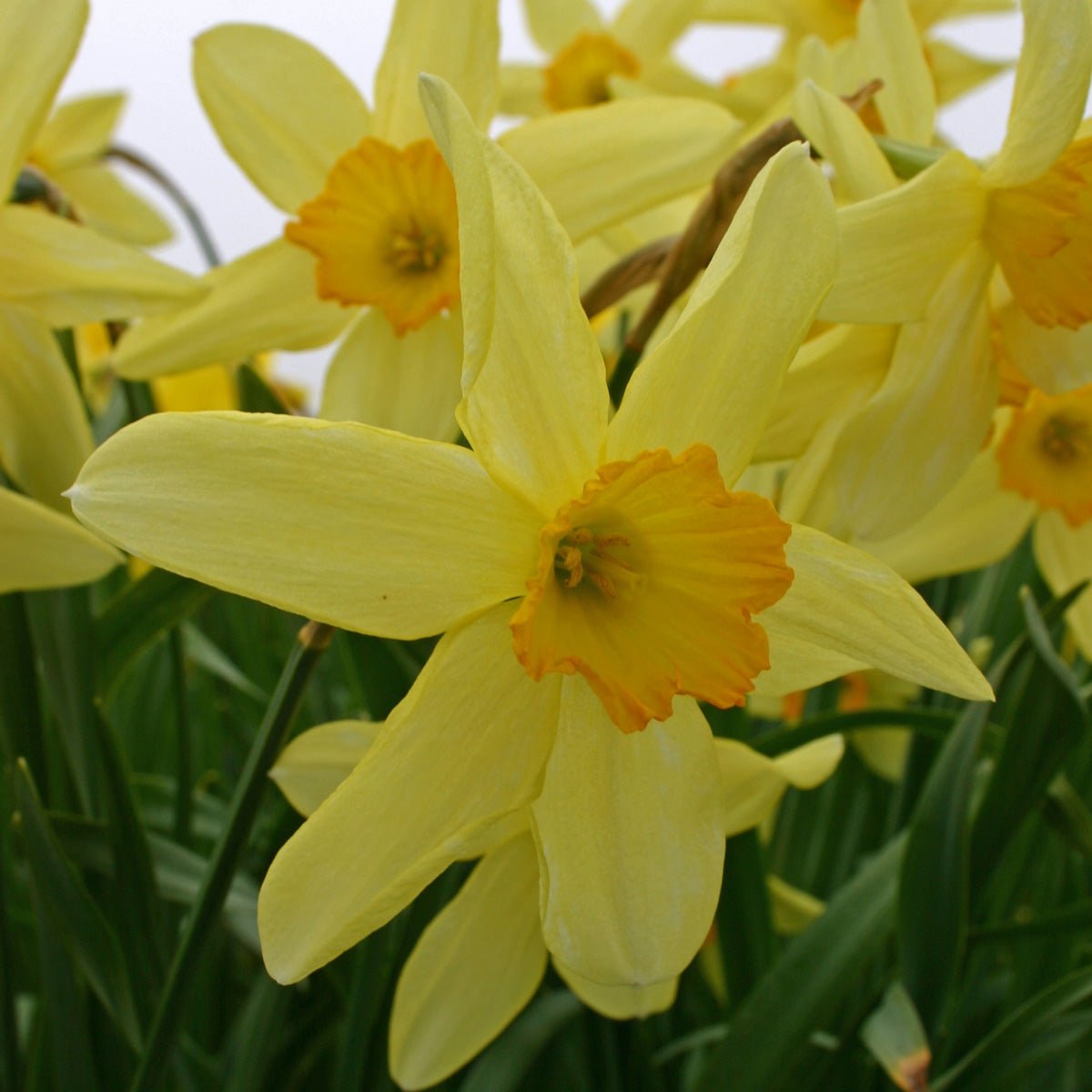 Brilliancy - Special Narcissus - Fluwel