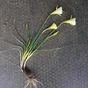 Bulbocodium Mary Poppins - Narcissus - Fluwel