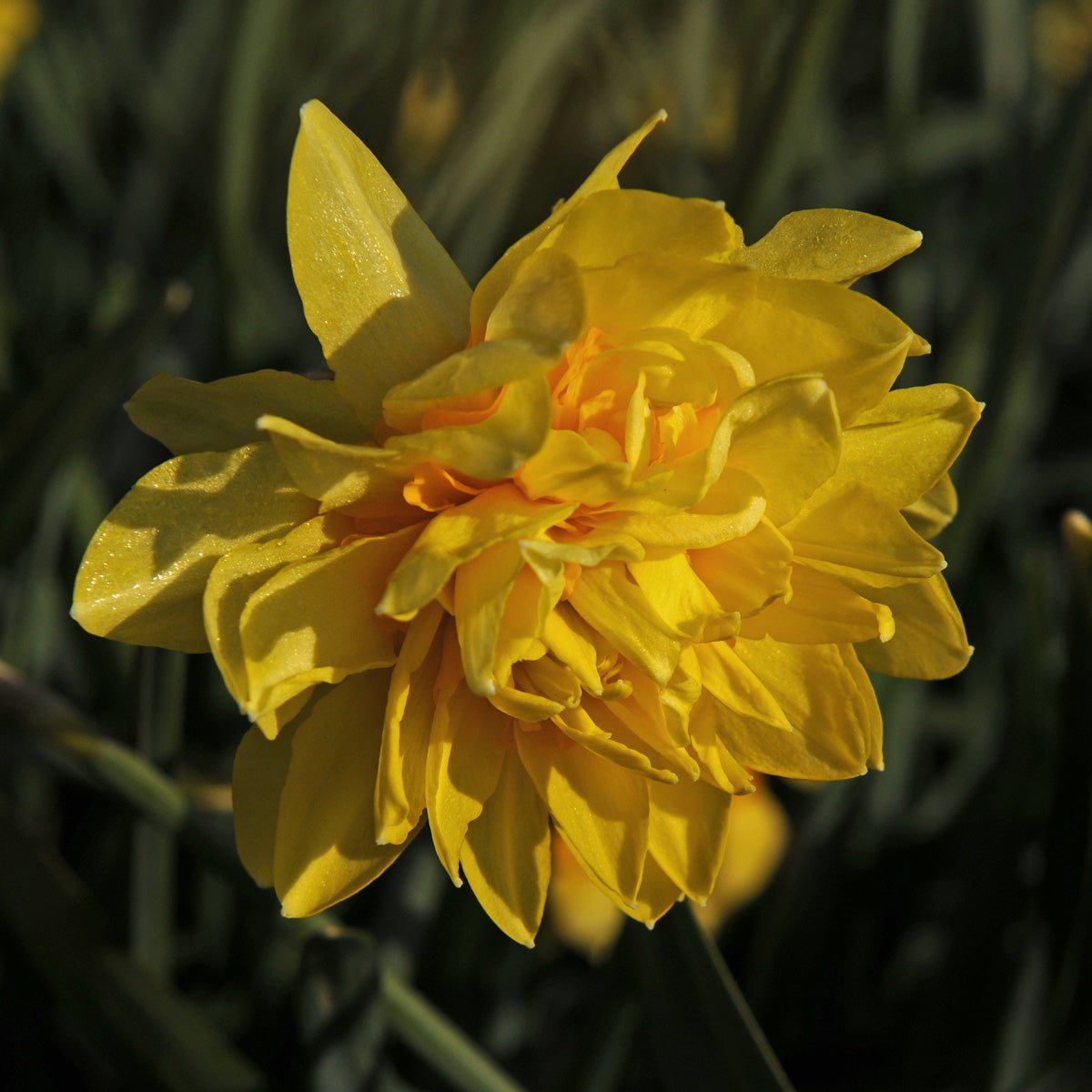 Butter & Eggs - Narcissus - Fluwel