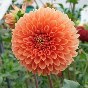 Dahlia Jowey Linda