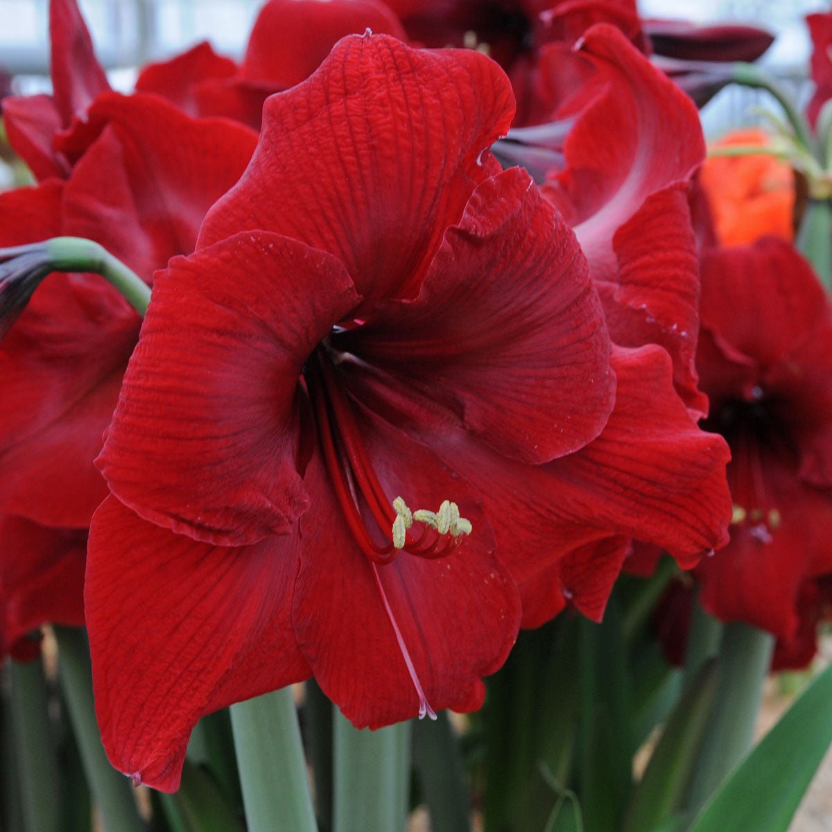 Amaryllis Red Reality - rode amaryllis - Fluwel