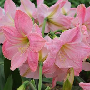 Amaryllis Sweet Star (Hippeastrum) - Fluwel