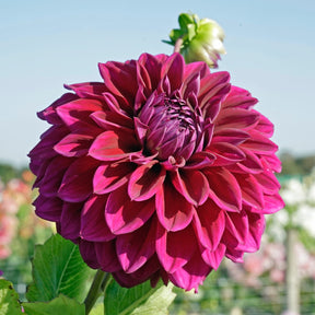 Dahlia Diva