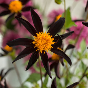 Dahlia Verrone's Obsidian
