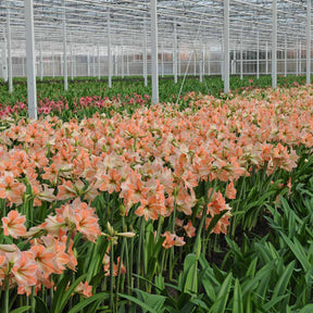 Amaryllis Apricot Parfait