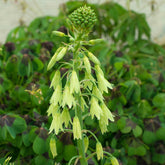 Galtonia viridiflora