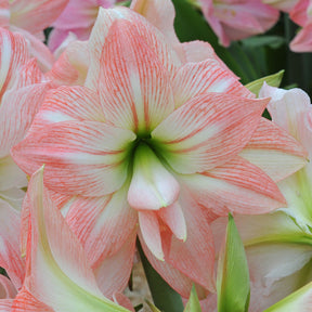 Amaryllis Amadeus Giant