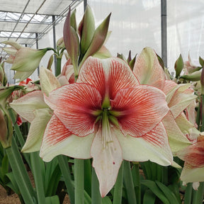 Amaryllis Grandise Fantasy