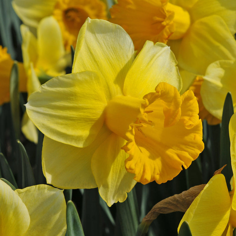 Daffodils