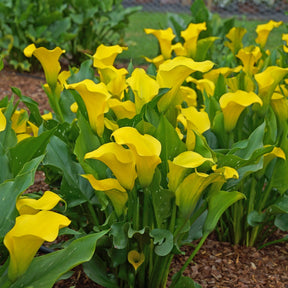 Zantedeschia Captain Solo