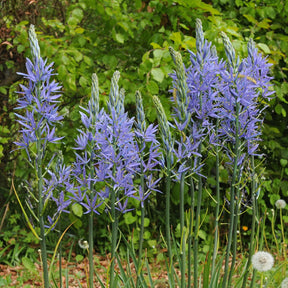 Camassia leichtlinii Blauwe Donau - Spring specialty bulbs - Fluwel