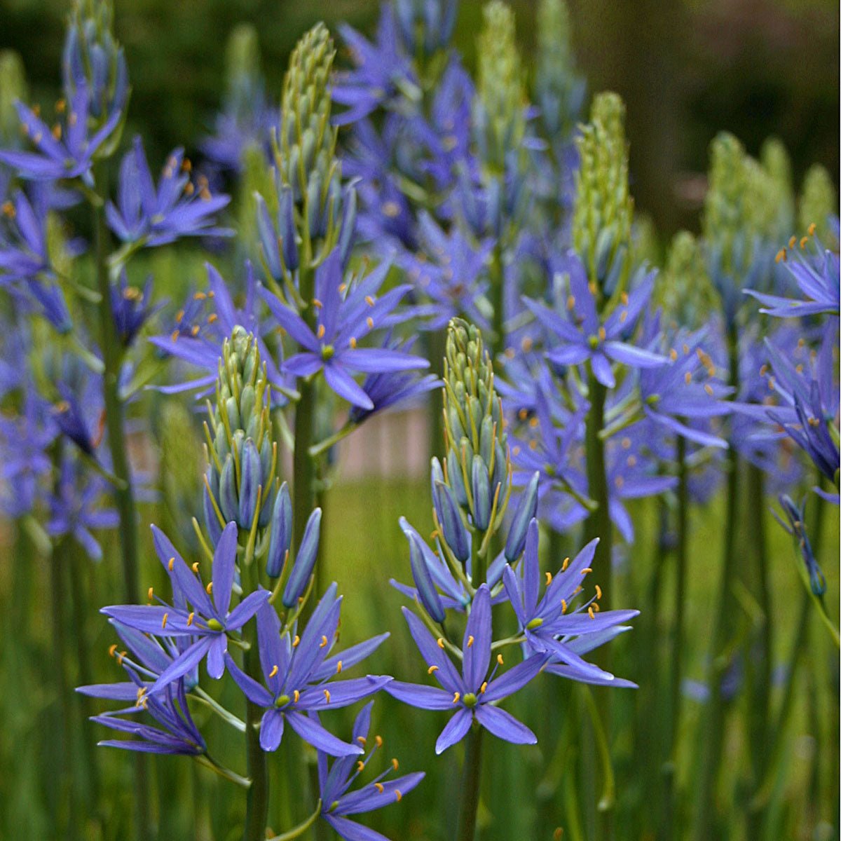 Camassia leichtlinii Blauwe Donau - Spring specialty bulbs - Fluwel