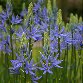 Camassia leichtlinii Blauwe Donau - Spring specialty bulbs - Fluwel