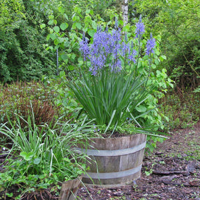 Camassia leichtlinii Blauwe Donau - Spring specialty bulbs - Fluwel